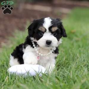Queen, Cavachon Puppy